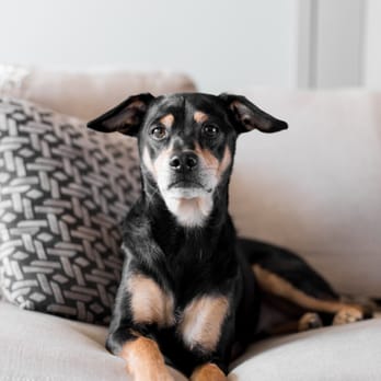 Frame Your Pet - BOO! - Photographers Near Me