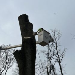 Briggs Tree Service & Landscaping