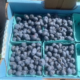 Blue Berries!! Blue Berries!!