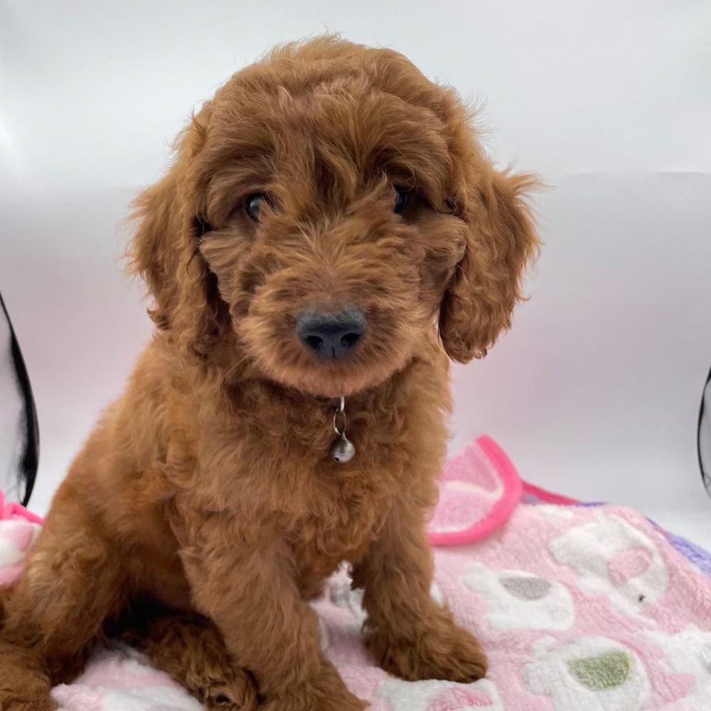 BLUFF CITY KENNELS Updated October 2024 36 Photos Memphis