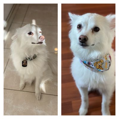 Lucky's Pet Care by null