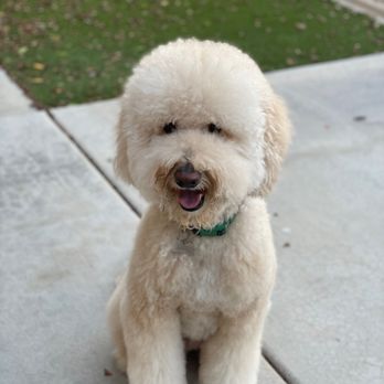 tetramin for betta fish