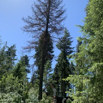 Timber Valley Tree - Dead tree - Tree Services Near Me - Blanchard, Idaho Timber Valley Tree - Dead tree - Tree Services Near Me - Blanchard, Idaho