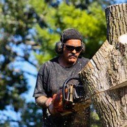 Al's Tree Service - Al's Tree Service