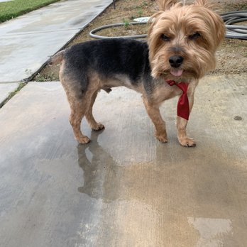 Animal Kingdom - He's a new dog!!! - Pet Groomers Near Me - Colton, California Animal Kingdom - He's a new dog!!! - Pet Groomers Near Me - Colton, California