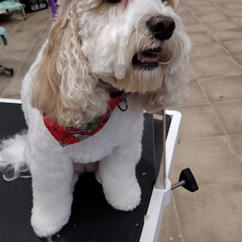 Sue's Small Paws Grooming - Pet Groomers Near Me - Linglestown, Pennsylvania