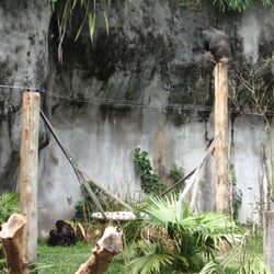 Zoológico de São Paulo