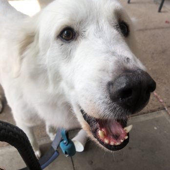 PetSmart - Fweel ready for his Starbucks Puppachino after grooming - Pet Training Near Me - Mesa, Arizona