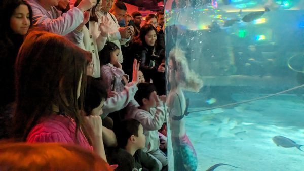 The Aquarium at Silverton Casino by null