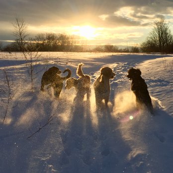Happy Doggie Dog Walking - Fun in the snow - Dog Walkers Near Me Happy Doggie Dog Walking - Fun in the snow - Dog Walkers Near Me