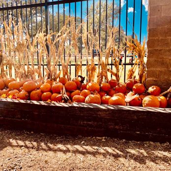 Fritz Park - All Pumpkins $10 - Disc Golf Near Me - Irving, Texas Fritz Park - All Pumpkins $10 - Disc Golf Near Me - Irving, Texas