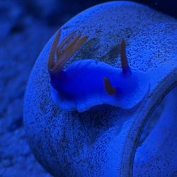 Lettuce Nudibranch