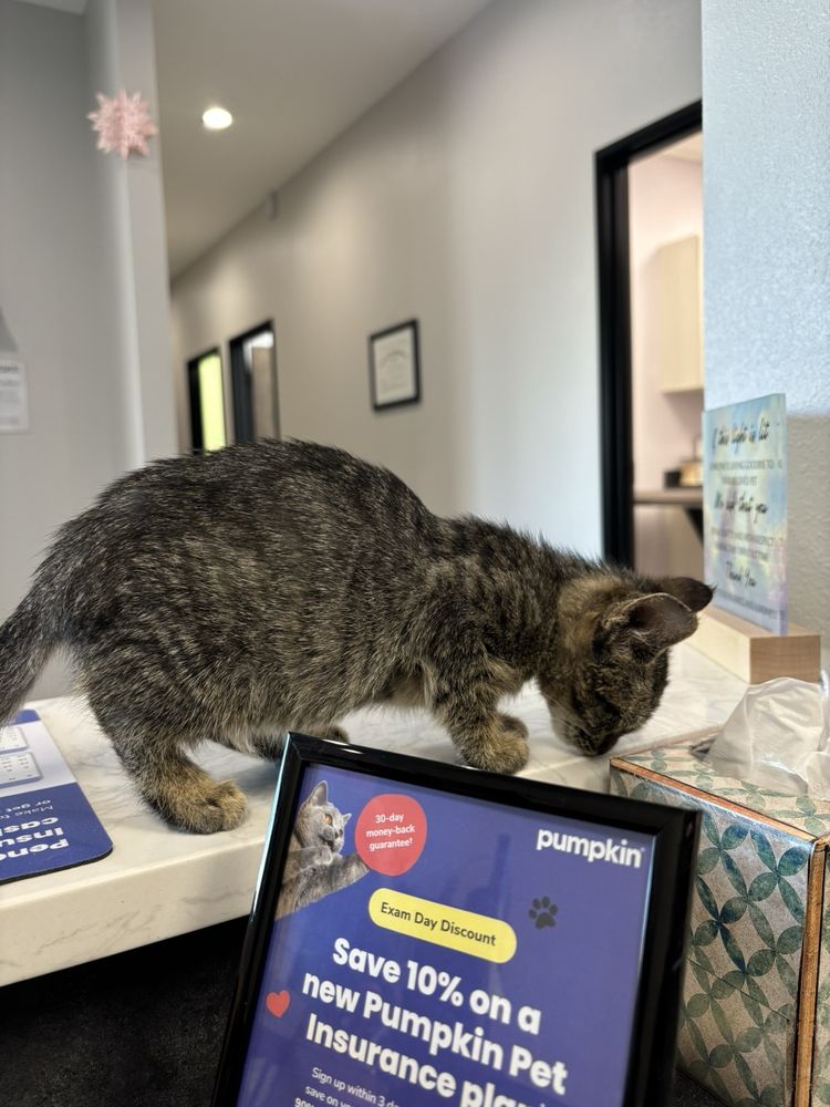 North 78 Pet Hospital