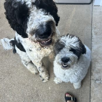 No 2 Crew - Champ & Ryder - Pet Waste Removal Near Me No 2 Crew - Champ & Ryder - Pet Waste Removal Near Me