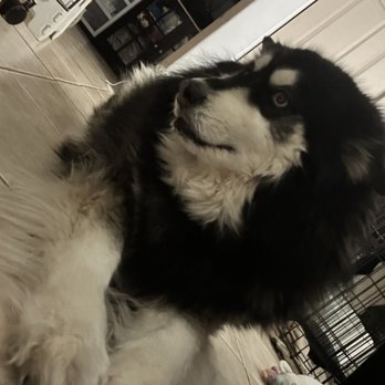 Top Paw Grooming - BEFORE! Look at her paws and fur. She was in desperate need! - Pet Groomers Near Me - Tucson, Arizona Top Paw Grooming - BEFORE! Look at her paws and fur. She was in desperate need! - Pet Groomers Near Me - Tucson, Arizona