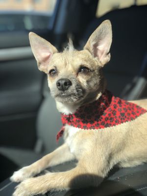 ibark grooming salon