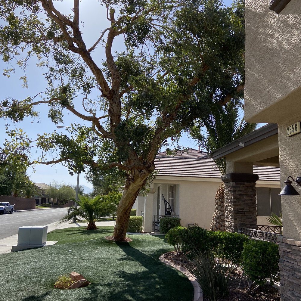 AAA Landscaping - Eucalyptus after a good trimming - Landscaping Near Me - Henderson, Nevada