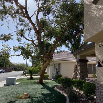 AAA Landscaping - Eucalyptus after a good trimming - Landscaping Near Me - Henderson, Nevada AAA Landscaping - Eucalyptus after a good trimming - Landscaping Near Me - Henderson, Nevada