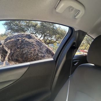 Natural Bridge Wildlife Ranch - Ostrich - Ranches Near Me - San Antonio, Texas Natural Bridge Wildlife Ranch - Ostrich - Ranches Near Me - San Antonio, Texas