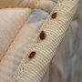 Bed Bug Plus Store