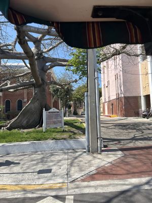 Conch Train Tour by null