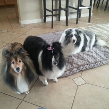 Critter Care Grooming - Groomed by Tammy Harper - Pet Groomers Near Me - Las Vegas, Nevada