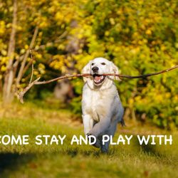 Urban Hound - Cover photo