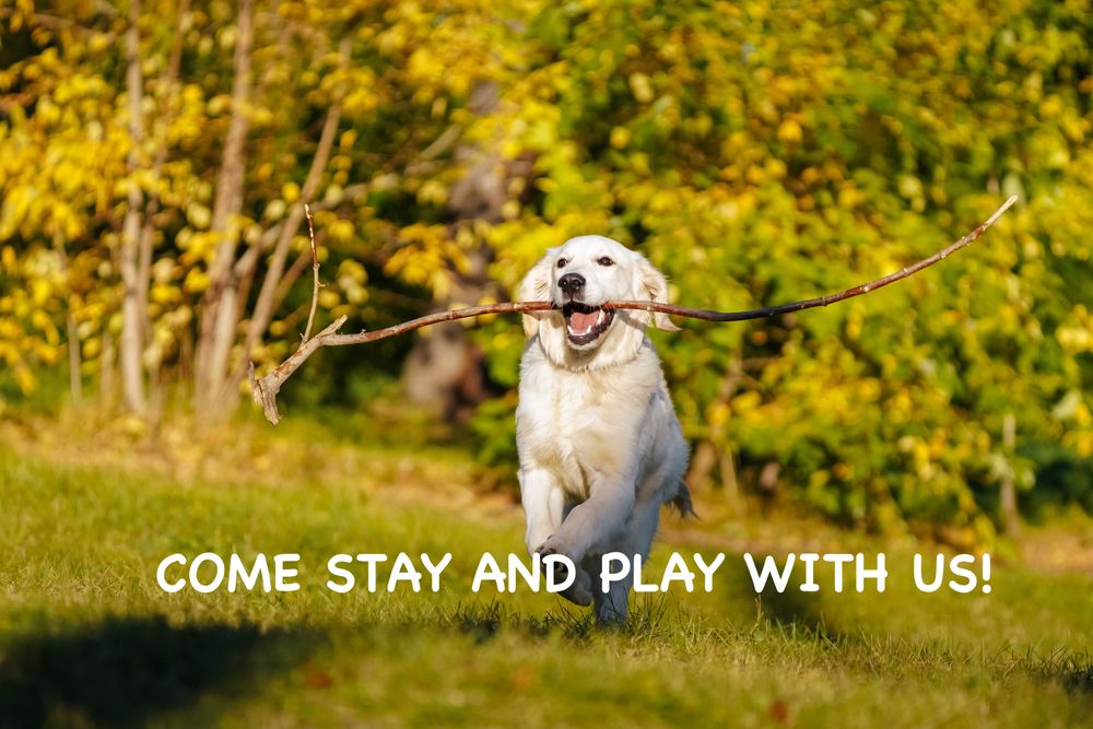 Urban Hound - pet boarding facility in Reno, NV