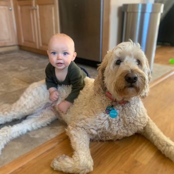 Bridger Veterinary Specialists & Emergency - Veterinarians Near Me - Bozeman, Montana