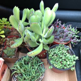 Assortment of succs