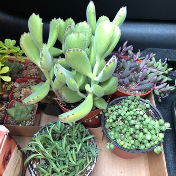 Aki Nursery - Assortment of succs - Nurseries & Gardening Near Me - Irvine, California