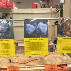Big R Stores - Chicks for sale at Big R Store