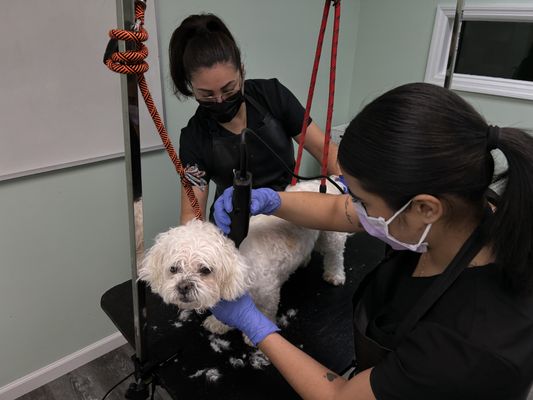 Hands To Paws Dog Grooming