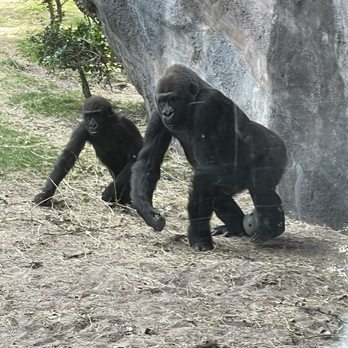 Gorilla Falls Exploration Trail - Gorilla - Amusement Parks Near Me - Lake Buena Vista, Florida