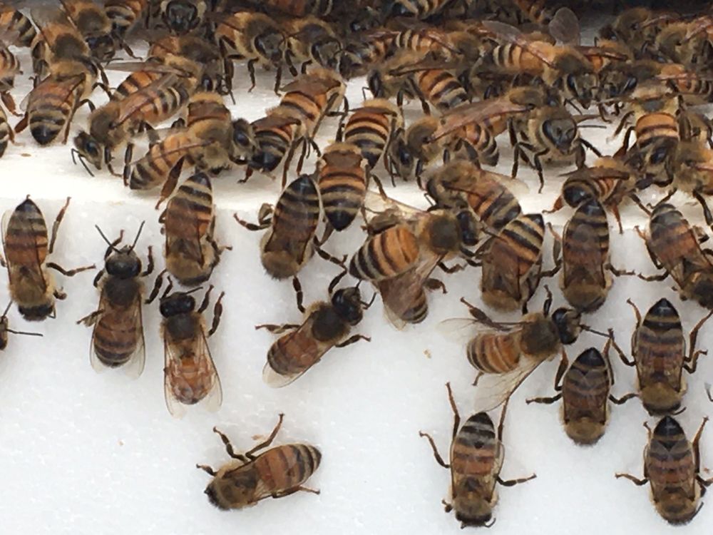 Rei Do Mel - beekeeping in Linden, NJ