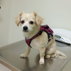 Pets 'N' Vets Animal Hospital