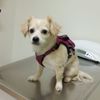 Pets 'N' Vets Animal Hospital gift card