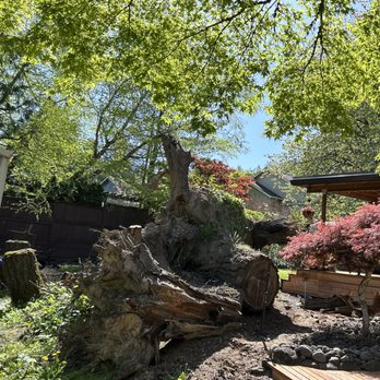 Chip Away Stump Grinding - 3 huge 3 stumps - Tree Services Near Me - Portland, Oregon Chip Away Stump Grinding - 3 huge 3 stumps - Tree Services Near Me - Portland, Oregon