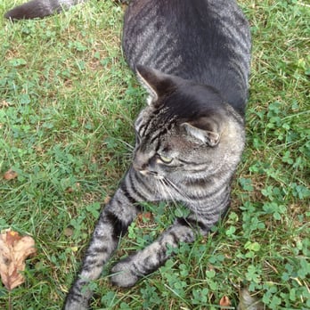 Harmony House Farm Bed & Breakfast - Charlotte the feline greeter - Bed & Breakfast Near Me - Little Compton, Rhode Island Harmony House Farm Bed & Breakfast - Charlotte the feline greeter - Bed & Breakfast Near Me - Little Compton, Rhode Island
