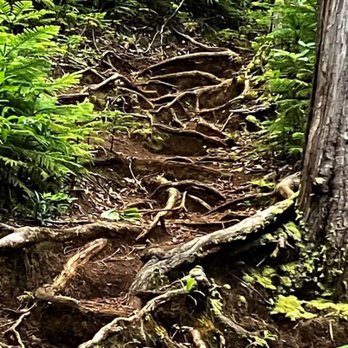 Nu’uanu Trail - Trail has lots of roots in sections - Hiking Near Me