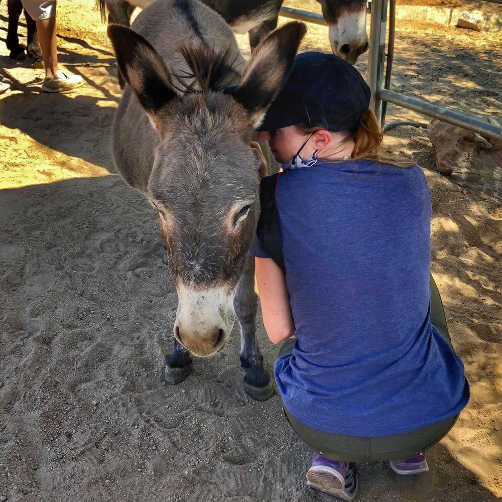 Saving Grace Animal Sanctuary - Volunteering at Saving Grace Animal Sanctuary also means cuddles with donkeys like mini donkey, Grace, here - Animal Shelters Near Me - Acton, California Saving Grace Animal Sanctuary - Volunteering at Saving Grace Animal Sanctuary also means cuddles with donkeys like mini donkey, Grace, here - Animal Shelters Near Me - Acton, California