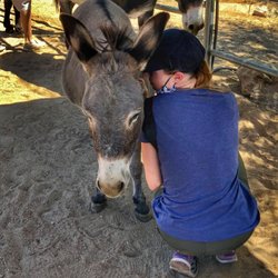 Saving Grace Animal Sanctuary - Volunteering at Saving Grace Animal Sanctuary also means cuddles with donkeys like mini donkey, Grace, here