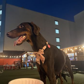 Play. Wash. Pint. - Dog Parks Near Me - Chattanooga, Tennessee Play. Wash. Pint. - Dog Parks Near Me - Chattanooga, Tennessee