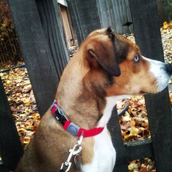 Anti-Cruelty - Home sweet home with Harper. Adopted 11/25/16 - Animal Shelters Near Me - Chicago, Illinois Anti-Cruelty - Home sweet home with Harper. Adopted 11/25/16 - Animal Shelters Near Me - Chicago, Illinois