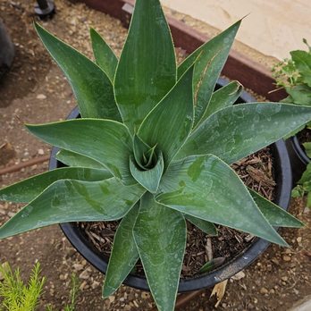 Ramy's Nursery - Agave - Nurseries & Gardening Near Me - Reseda, California Ramy's Nursery - Agave - Nurseries & Gardening Near Me - Reseda, California