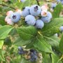 Photo of Heritage Blueberries