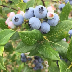 Heritage Blueberries - Beautiful berries on opening weekend.