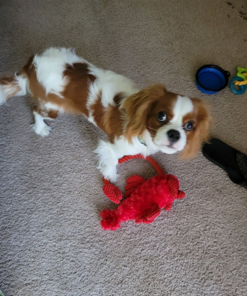 EMBRACE PET INSURANCE 33 Photos & 397 Reviews Pet Insurance 4530