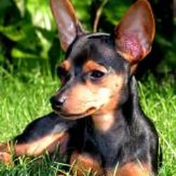 Hundeschule Melle