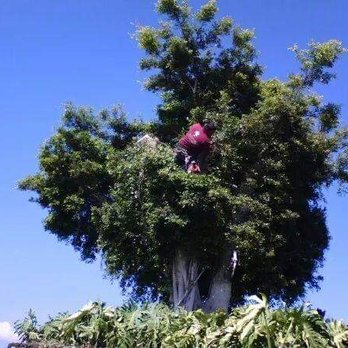 Pacific Tech Tree Experts - Tree Services Near Me